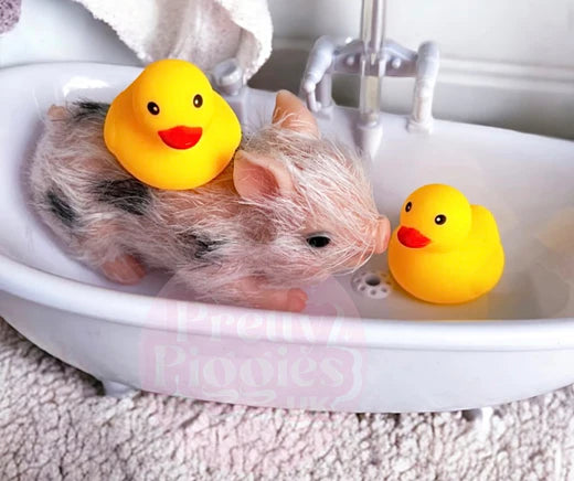 Splash or Snuggle? Debunking the Myth – Can Your Silicone Piglet Brave the Water?
